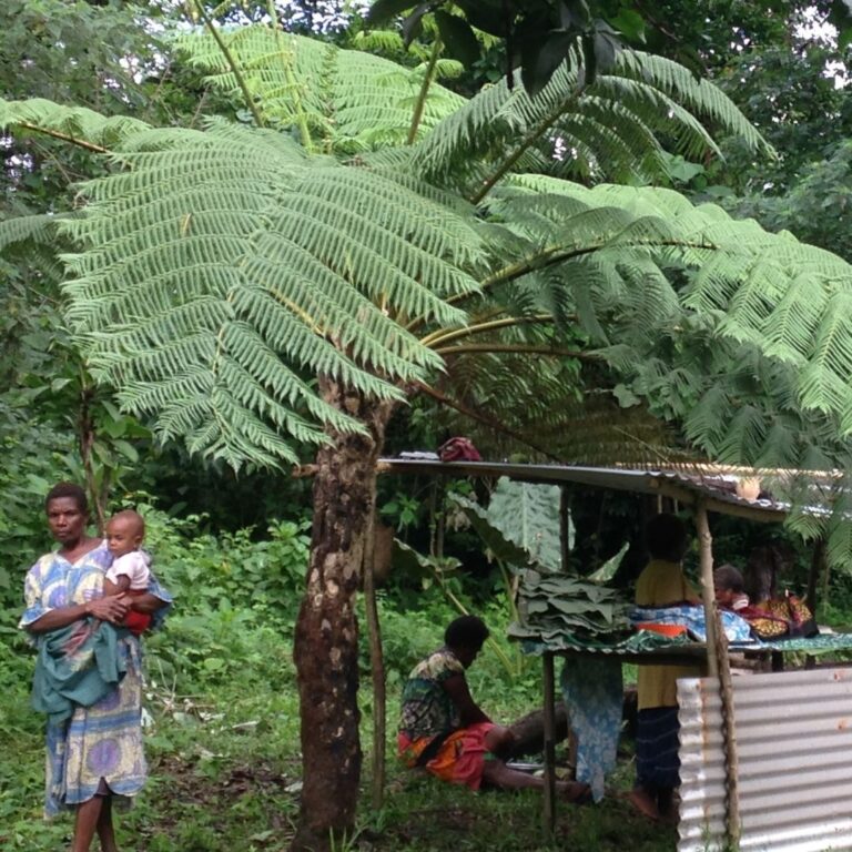 Vanuatu tree 2